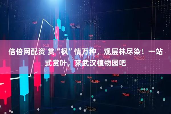 倍倍网配资 赏“枫”情万种，观层林尽染！一站式赏叶，来武汉植物园吧